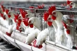 قیمت مرغ ۵۰۰ تومان افزایش یافت