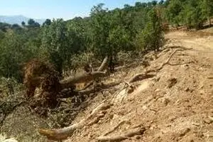 ۱۰ تا ۱۵ درصد از جنگل‌های بلوط خشک شد