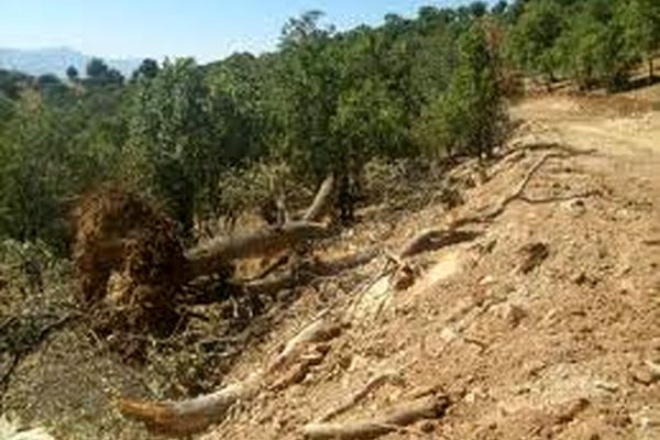 ۱۰ تا ۱۵ درصد از جنگل‌های بلوط خشک شد