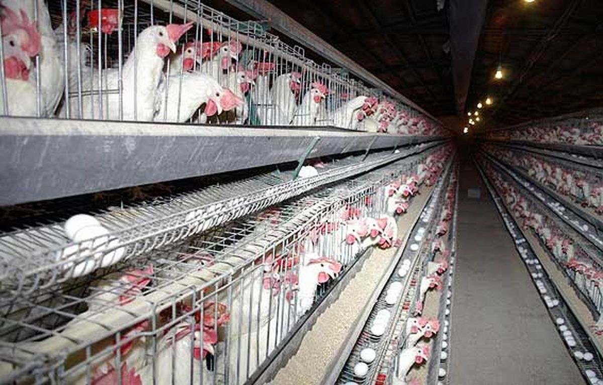 مدیرعامل شرکت پشتیبانی امور دام: صادرات مرغ ایران ۲.۵ برابر می‌شود