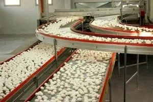 رئیس هیأت مدیره اتحادیه مرغ تخم‌گذار تهران: قیمت تخم‌مرغ کیلویی هزار تومان افزایش یافت