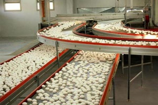 رئیس هیأت مدیره اتحادیه مرغ تخم‌گذار تهران: قیمت تخم‌مرغ کیلویی هزار تومان افزایش یافت