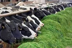 رئیس انجمن صنفی گاوداران: کم‌آبی امسال قیمت علوفه را ۱۰۰  درصد افزایش داد