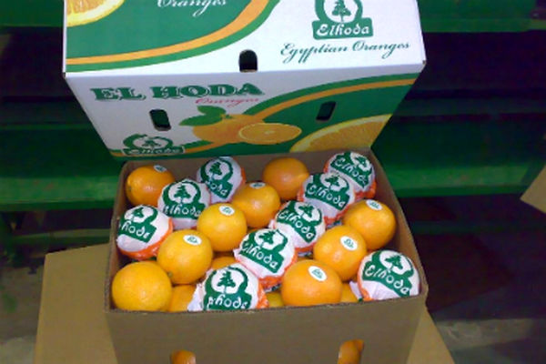 رئیس اتحادیه باغداران:   واردات میوه‌های خارجی بازار را به هم ریخته است