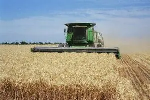 خرید تضمینی گندم به یک میلیون و ۲۰۰ هزار تن رسید