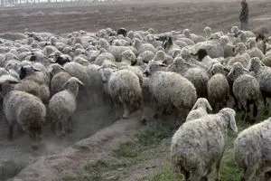 ایران در تولید دام‌های اصلاح نژاد شده خودکفا شد