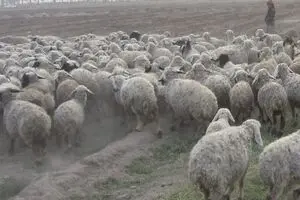 ایران در تولید دام‌های اصلاح نژاد شده خودکفا شد