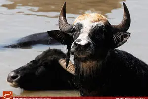 گوشت بوفالو دامداران ایرانی را به خیابان پاستور کشاند