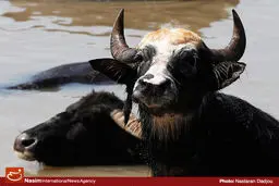 گوشت بوفالو دامداران ایرانی را به خیابان پاستور کشاند