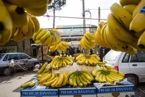 رئیس اتحادیه باغداران: برخی افراد برای واردات گسترده موز به کشور زیاد تلاش می‌کنند