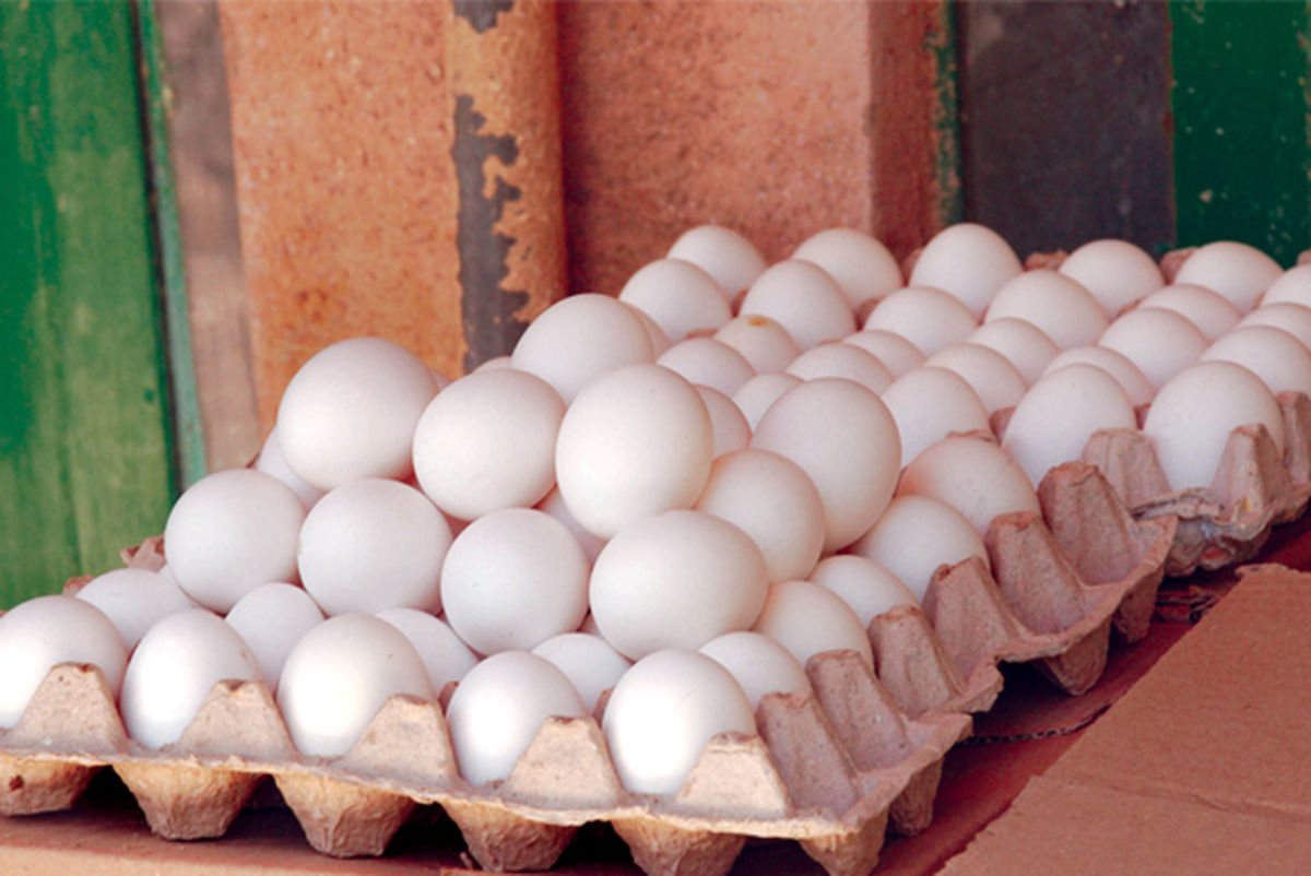 دبیر کانون پرورش دهندگان مرغ تخم‌گذار:  شایعات تخم‌مرغ را ۳۰۰ تومان گران  کرد
