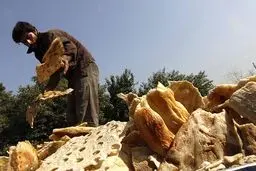 هر ایرانی در سال ۵۰ کیلو نان هدر می‌دهد