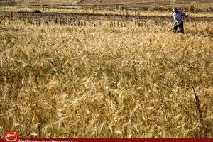 بانک مرکزی موظف به اختصاص تسهیلات برای خرید گندم داخلی شد