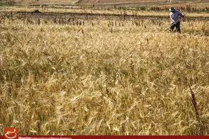 بانک مرکزی موظف به اختصاص تسهیلات برای خرید گندم داخلی شد