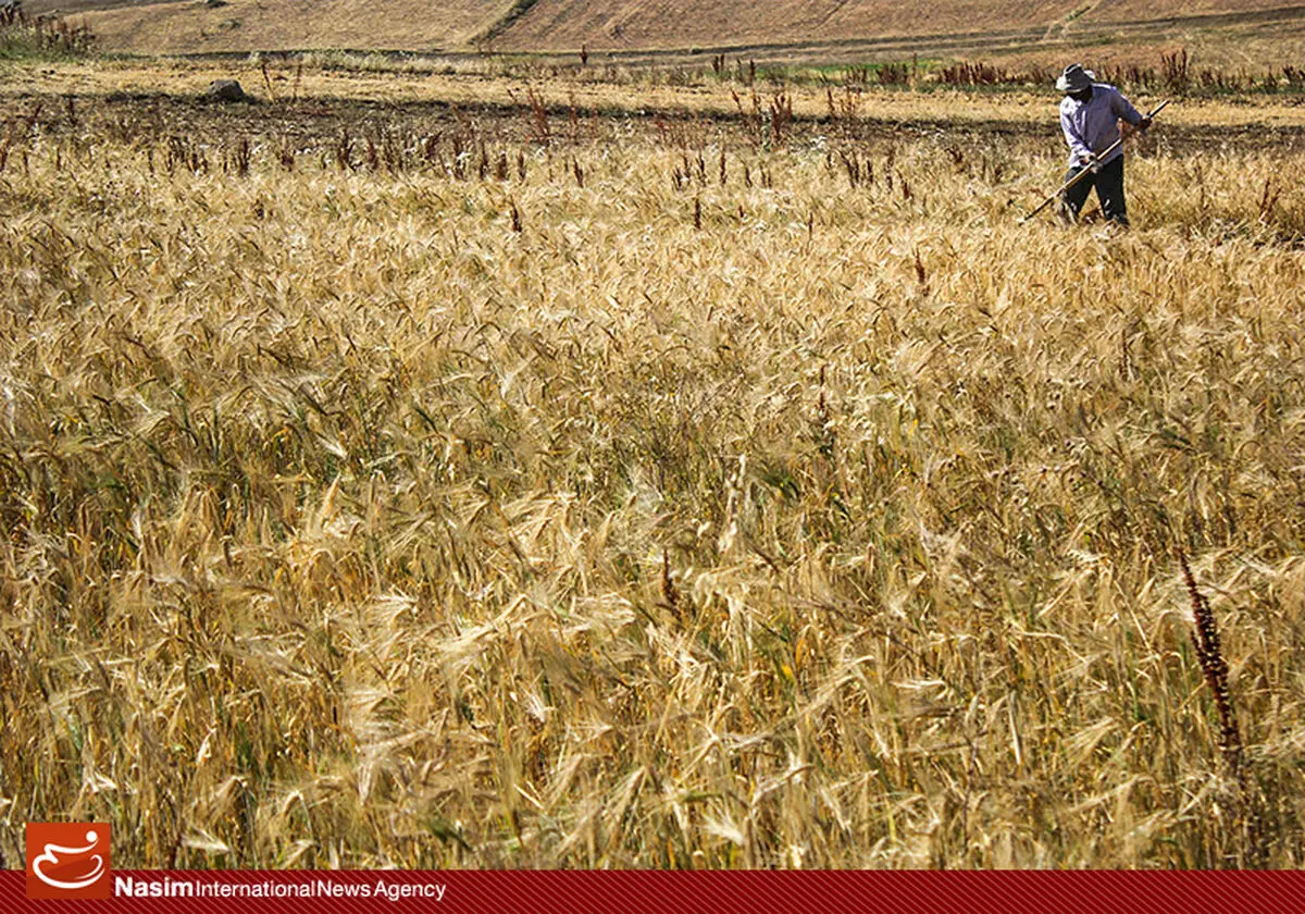 بانک مرکزی موظف به اختصاص تسهیلات برای خرید گندم داخلی شد