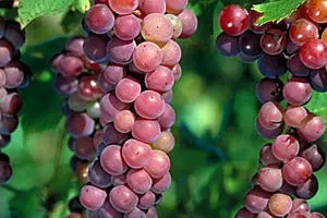 رئیس اتحادیه میوه و تره‌بار: سیب و هلوی ترک به بازار ایران ‌آمد!