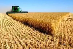 خرید تضمینی گندم از مرز یک میلیون و ۶۰۰ هزار تن گذشت