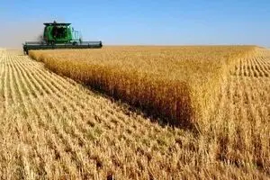 خرید تضمینی گندم از مرز یک میلیون و ۶۰۰ هزار تن گذشت