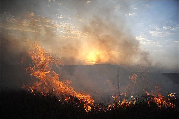 آتش‌سوزی در جنگل‌های استان ایلام همچنان ادامه دارد