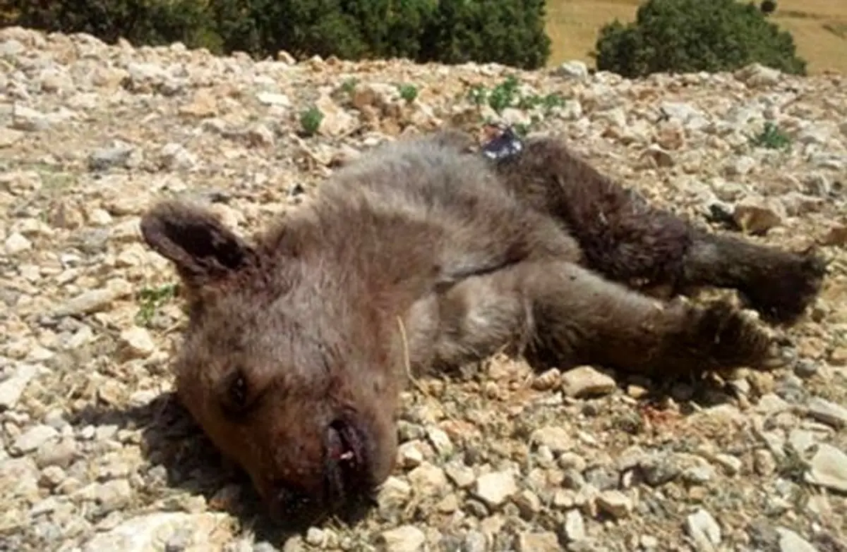 علت مرگ خرس قهوه‌ای در مهدیشهر "کهولت سن" اعلام شد