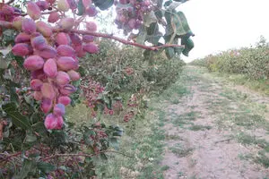 رئیس انجمن پسته: تولید پسته کشور امسال ۲۰ هزار تن کمتر از سال گذشته است