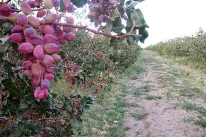 رئیس انجمن پسته: تولید پسته کشور امسال ۲۰ هزار تن کمتر از سال گذشته است