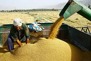 خرید تضمینی گندم از مرز یک میلیون و ۵۰۰ هزار تن گذشت