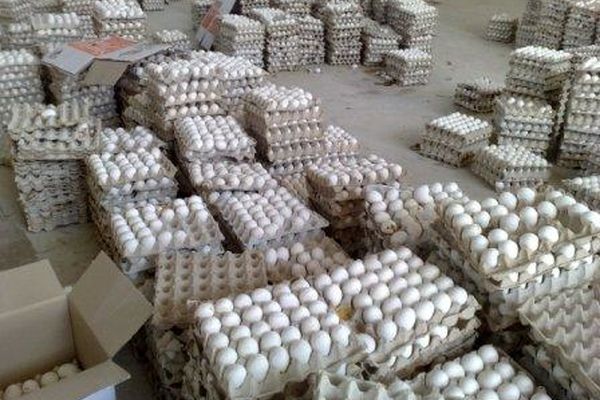 تخم‌مرغ در سبد کالای اقشار کم‌درآمد توزیع می‌شود