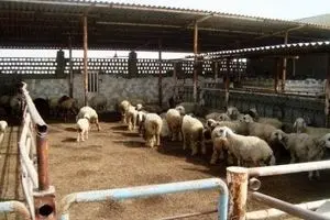 طرح ویژه تشدید بر نظارت‌های بهداشتی ماه رمضان از امروز
آغاز شد