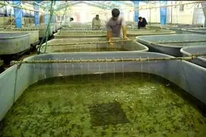 طرح مشترک آبزی‌پروری بین ایران و فرانسه اجرا می‌شود