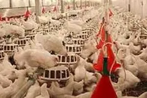 موردی از آنفلونزای پرندگان در واحدهای صنعتی و سنتی دام تهران دیده نشد
