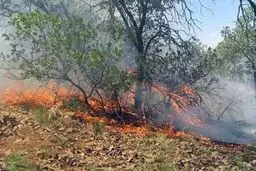 آتش‌سوزی مراتع و جنگل‌‌های  صحنه و بیستون مهار شد