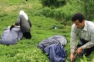 پرداخت بهای خرید تضمینی برگ سبز چای به چایکاران شمال آغاز شد