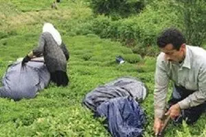 پرداخت بهای خرید تضمینی برگ سبز چای به چایکاران شمال آغاز شد