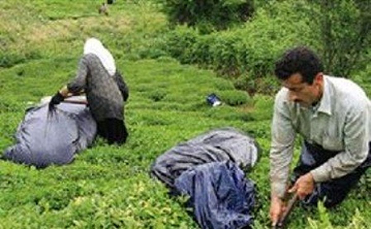 پرداخت بهای خرید تضمینی برگ سبز چای به چایکاران شمال آغاز شد