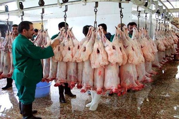 عملیات پیش سرد گوشت گوسفندی در کشتارگاه‌های سراسر کشور شروع شد