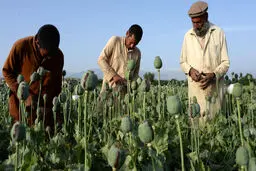 ۵۴۱ نوع ماده روانگردان در سراسر دنیا مصرف می‌شود