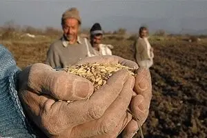 سه میلیون و ۸۳۳ هزار تن گندم خریداری شد