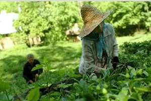 ۳۴ هزار و ۵۰۰ تن برگ سبز چای از چایکاران شمال خریداری شد