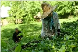 ۳۴ هزار و ۵۰۰ تن برگ سبز چای از چایکاران شمال خریداری شد