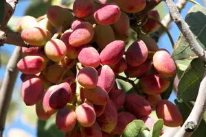 رقیب پسته ایران، از افغانستان می‌آید