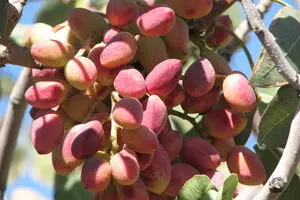 رقیب پسته ایران، از افغانستان می‌آید