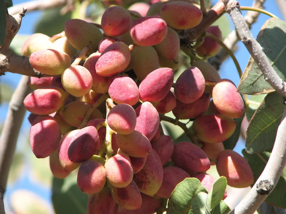 رقیب پسته ایران، از افغانستان می‌آید