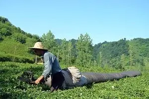 تسهیلات یارانه‌ای برای تجهیز باغ‌های چای به سامانه‌های آبیاری تحت فشار
پرداخت می‌شود
