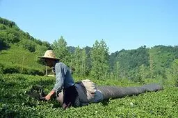 تسهیلات یارانه‌ای برای تجهیز باغ‌های چای به سامانه‌های آبیاری تحت فشار
پرداخت می‌شود