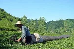 تسهیلات یارانه‌ای برای تجهیز باغ‌های چای به سامانه‌های آبیاری تحت فشار
پرداخت می‌شود