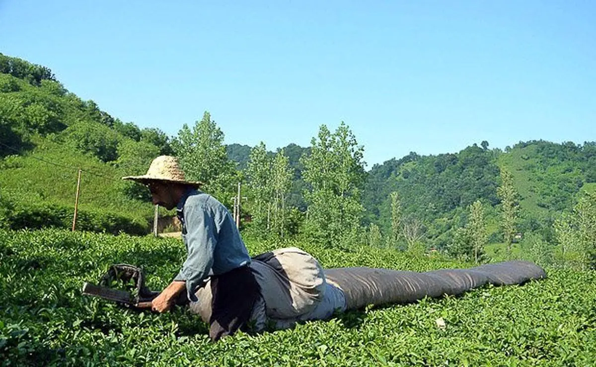 تسهیلات یارانه‌ای برای تجهیز باغ‌های چای به سامانه‌های آبیاری تحت فشار
پرداخت می‌شود