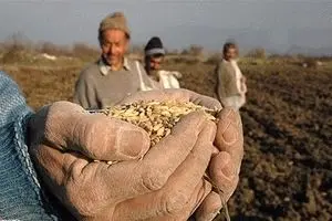خرید تضمینی گندم به مرز ۴.۵ میلیون تن رسید