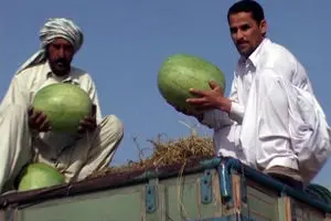 کشت هندوانه متوقف می‌شود!