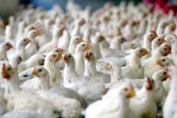 دبیرکل کانون سراسری مرغ‌ تخم‌گذار: بیماری آنفلوانزای مرغی در مازندران فعلا کنترل شد